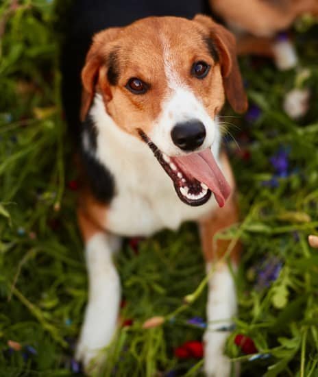 happy-dog-1-free-img-1-1-1.jpg